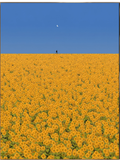 Butter Yellow N°03